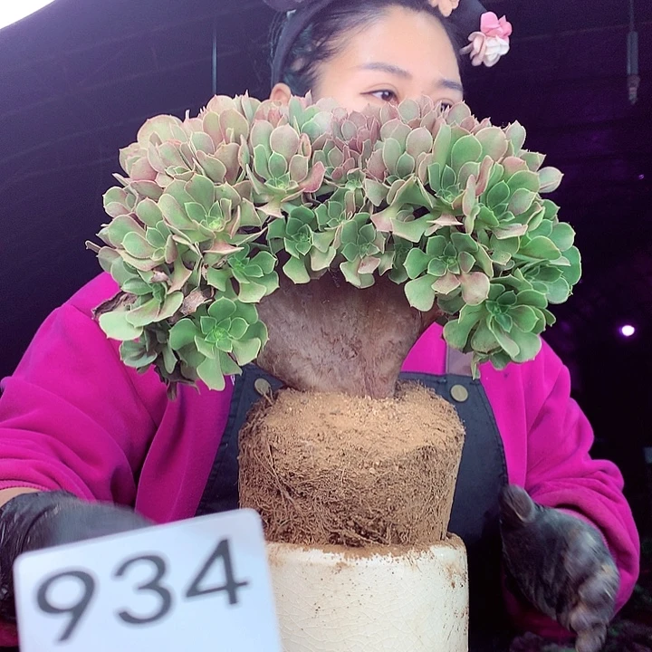 柒柒精品多肉脱土发货不包断侧枝934
