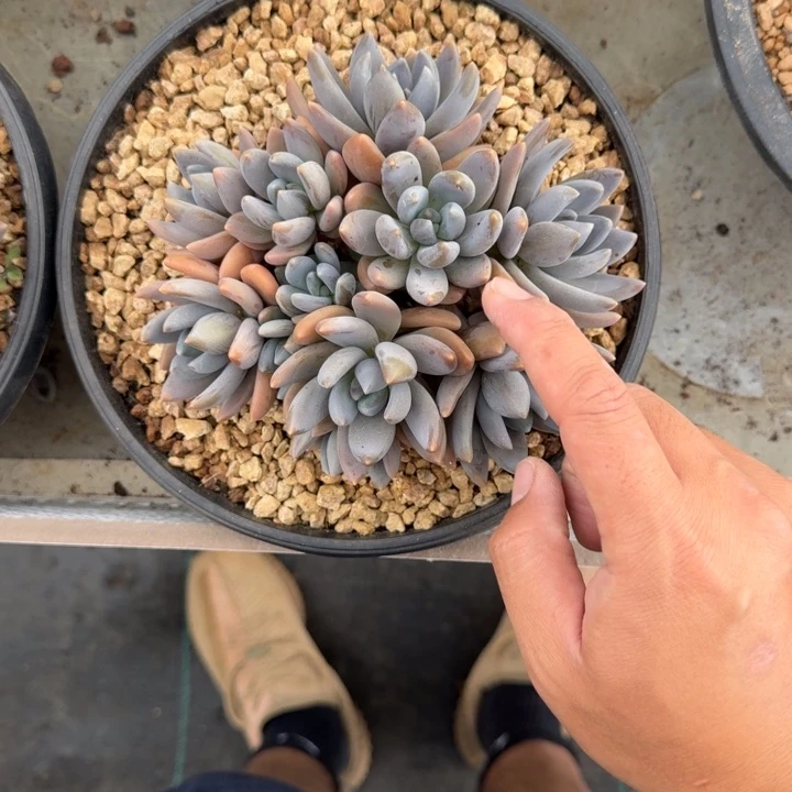 紫丽殿 群生  一物一拍