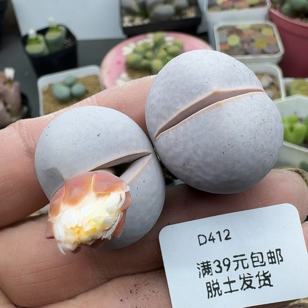 412腿略长介意勿拍两颗多肉