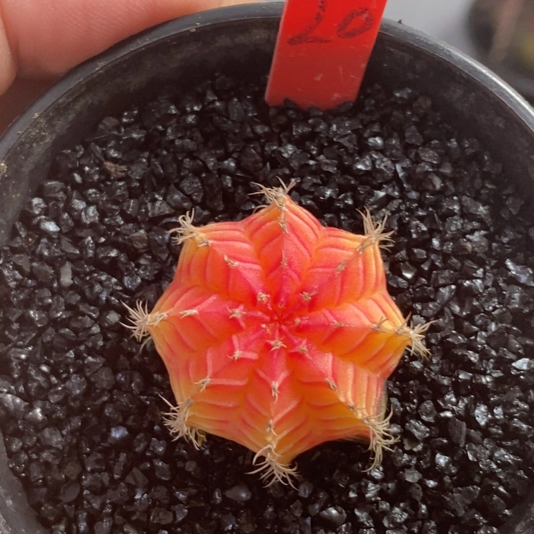 精品米哈—脱土发货