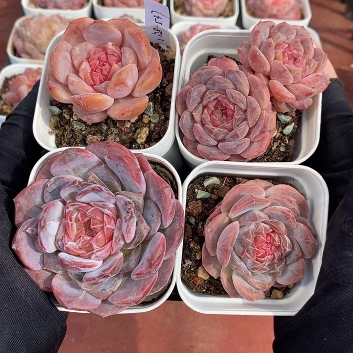 1128-537，糖心4个