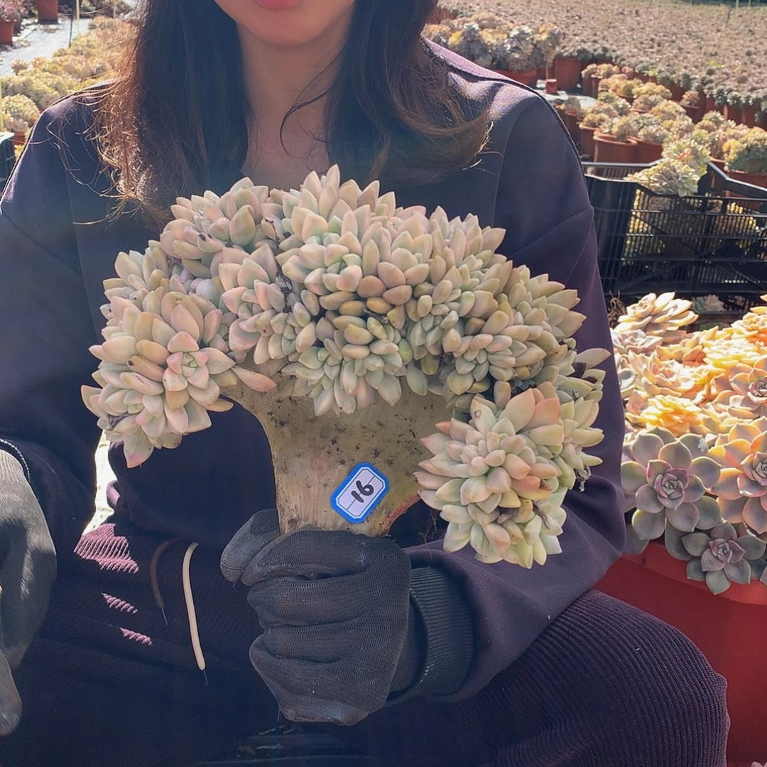 16 淡雪锦缀 一物一拍