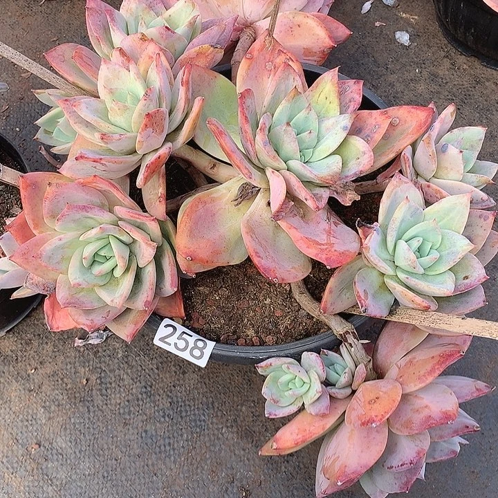 258烟火 一物一拍多肉