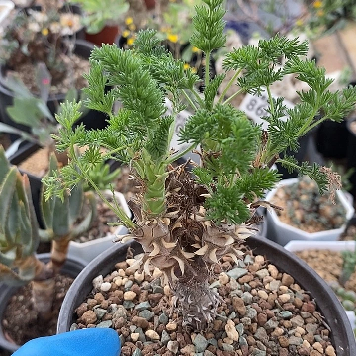 868出云洋葵5分头带盆一一