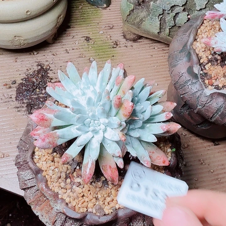 1539海瑟白菊多肉