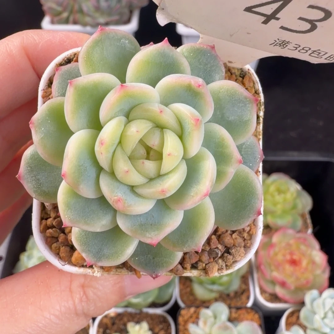 花30单头优选珍妮43号