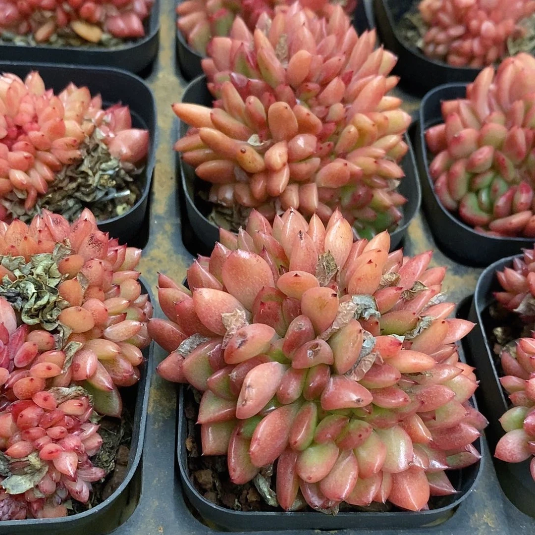 23。红国王缀。福利多多