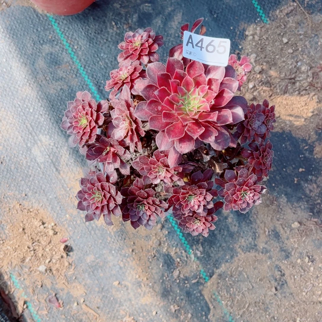 465黑铜壶法师多肉植物法师