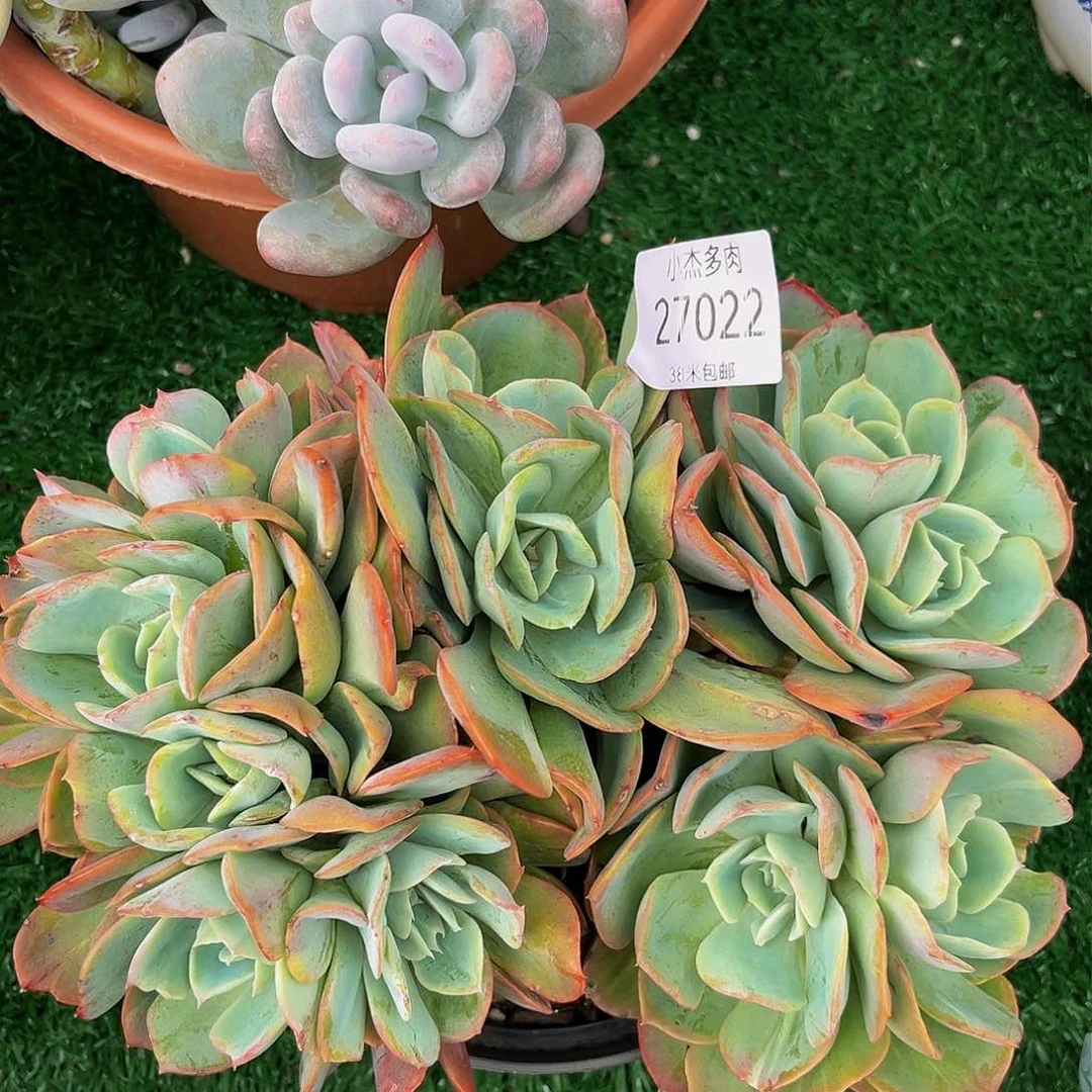 丹*雨后彩虹27022