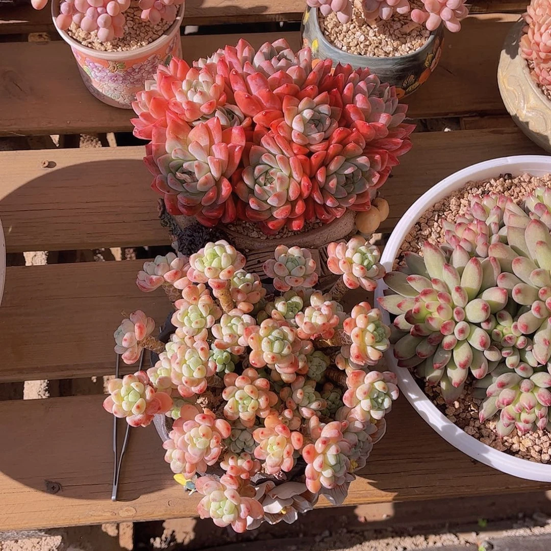 月***亮极品如梦令和罗琦多肉