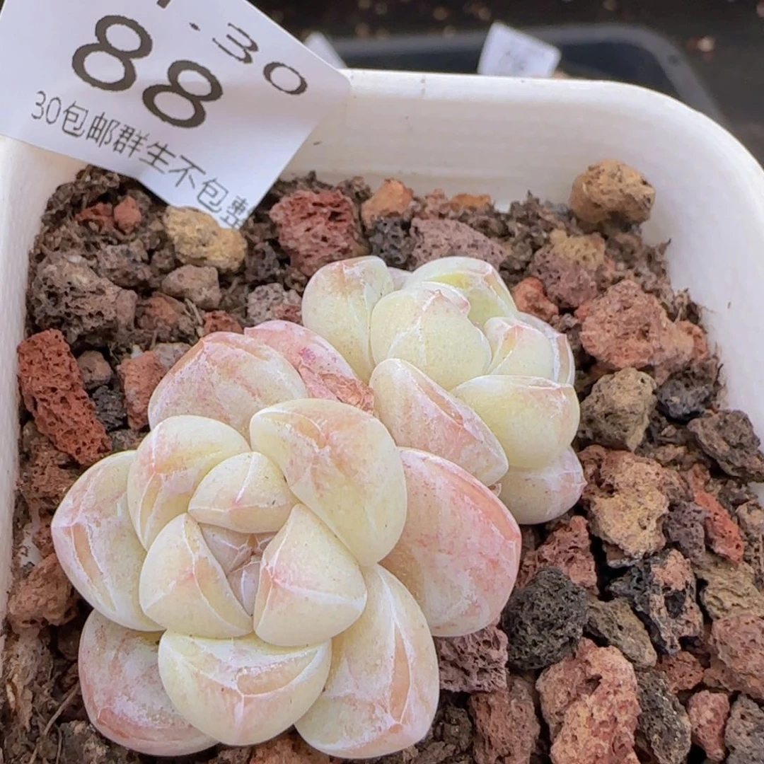 双头糖心冰玉一颗脱土