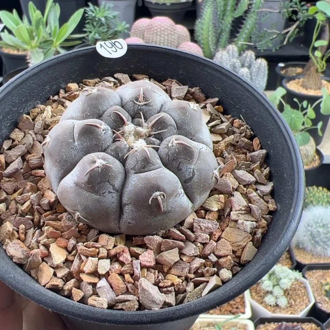 铅皮实生4.9一物一拍带盆发