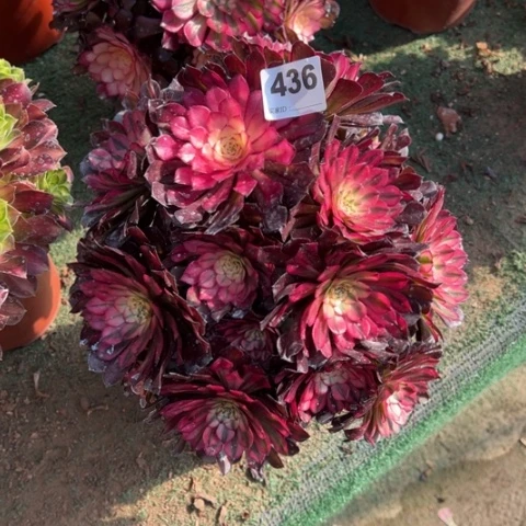 秋*436铜雀台朵朵多肉，