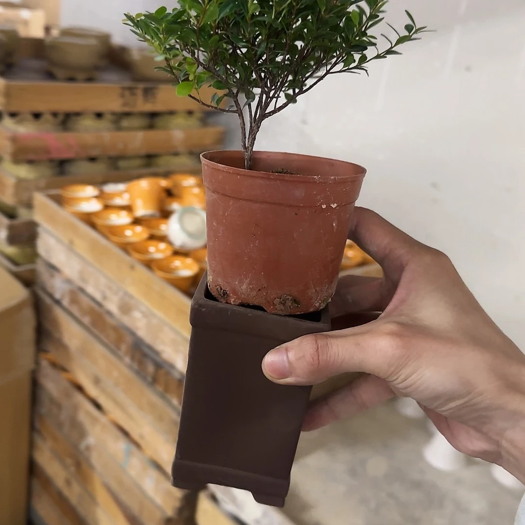 2件套福利局绿植多肉盆［凑9元包邮24小时发］
