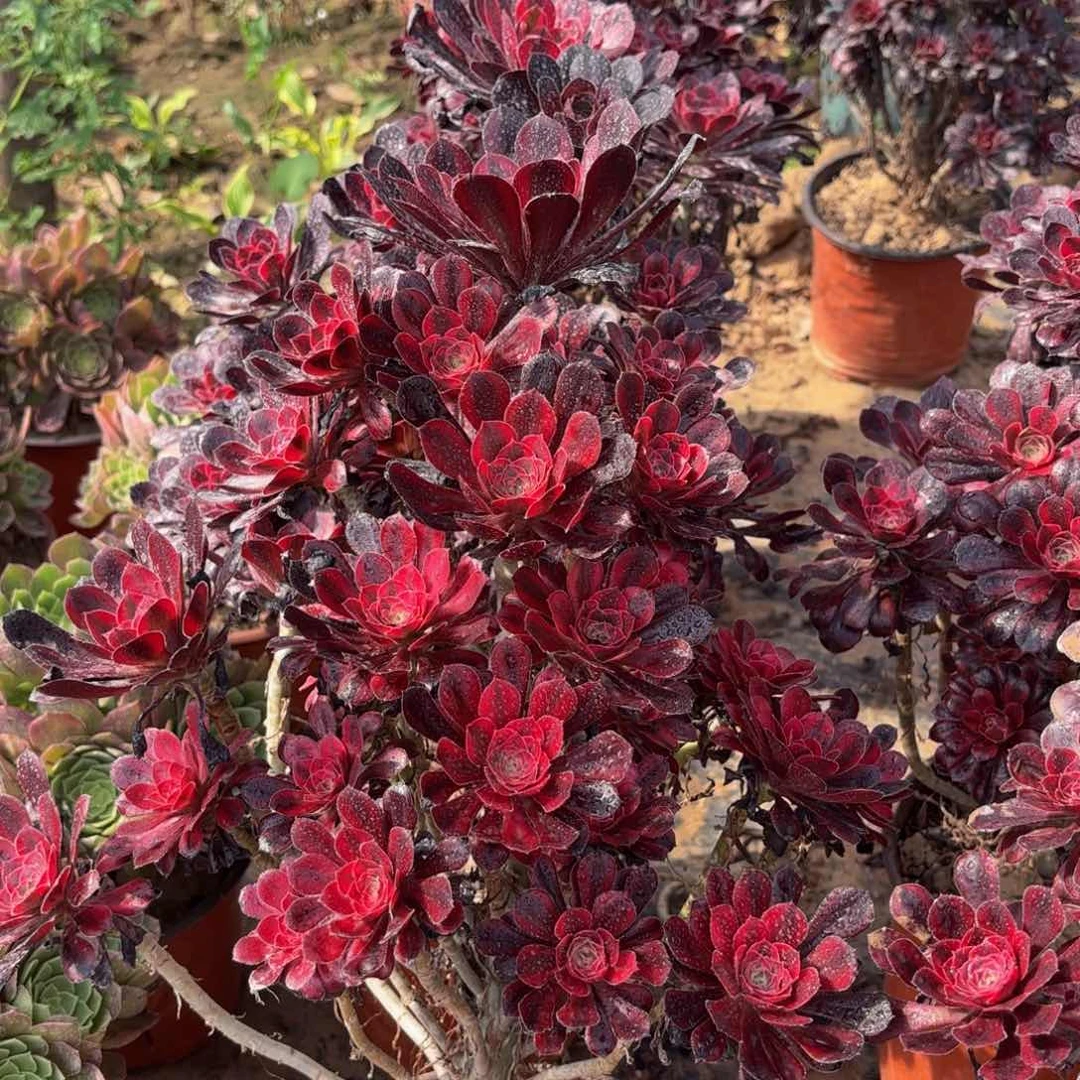 香奈儿大颗19.8多肉植物