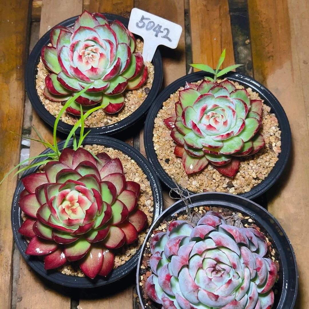 惊鸿仙子四颗5042号