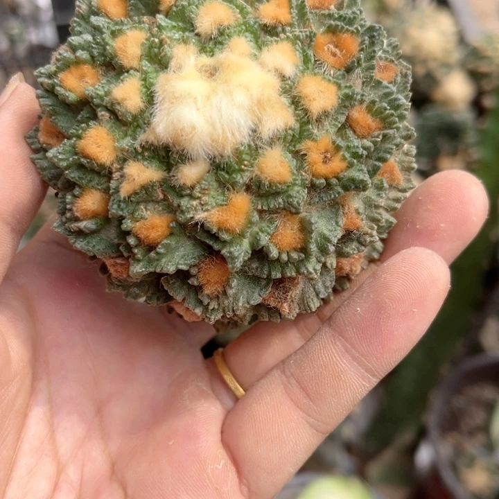 龟甲牡丹落地无根