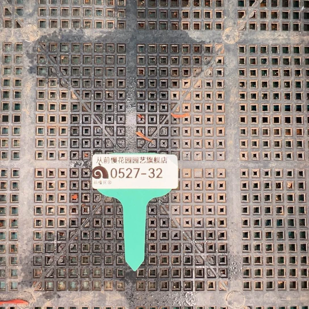 从前慢多肉精选0527-32