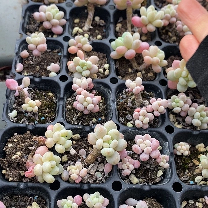 106 多肉植物盆栽花卉