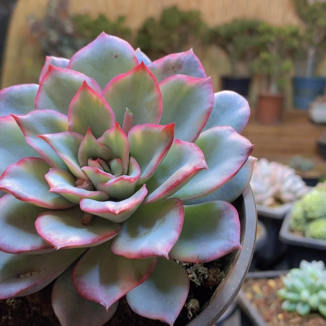 喝***茶184号无名锦多肉