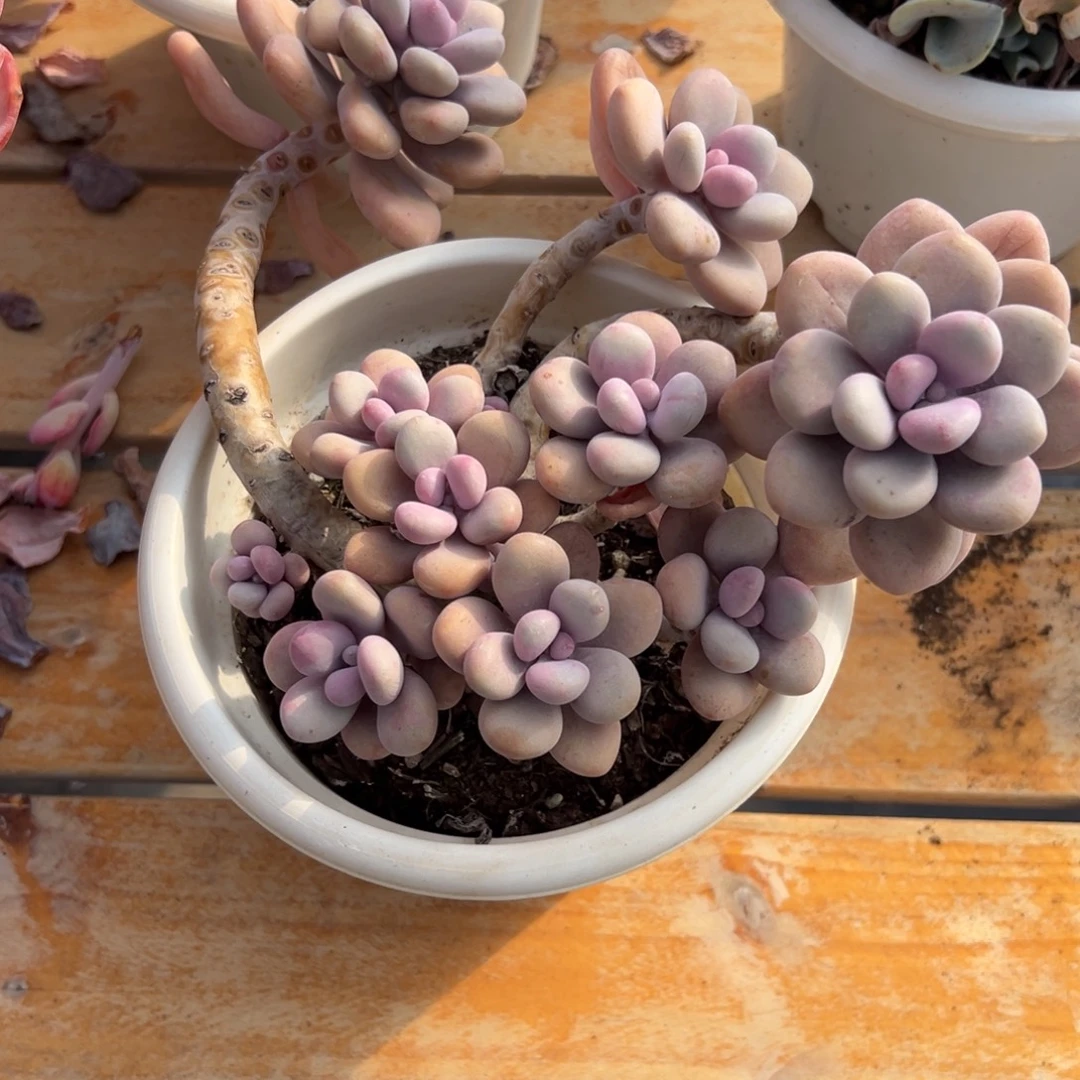 多肉植物多头桃蛋