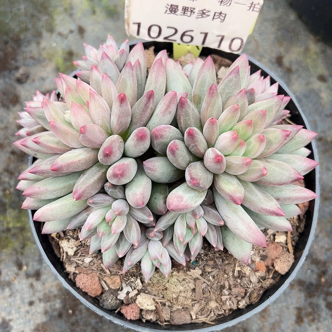 1026110 绿体虞美人12头无砍群