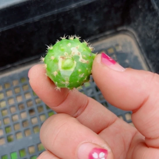 26丽花118伤歪无根侧芽2公分左右20包邮
