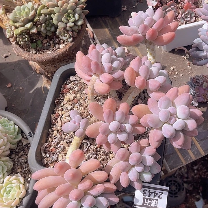 汤圆2443多肉植物