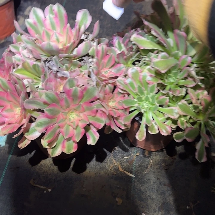 a***a一物一拍不包损723