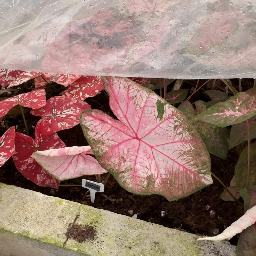 z***h无花朵粉妆   00845