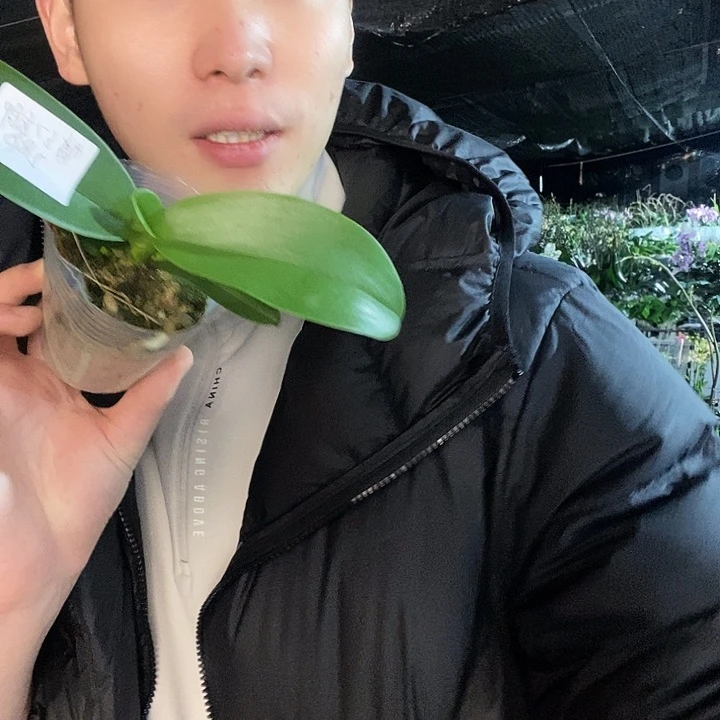 无花朵梦幻女郎蝴蝶兰