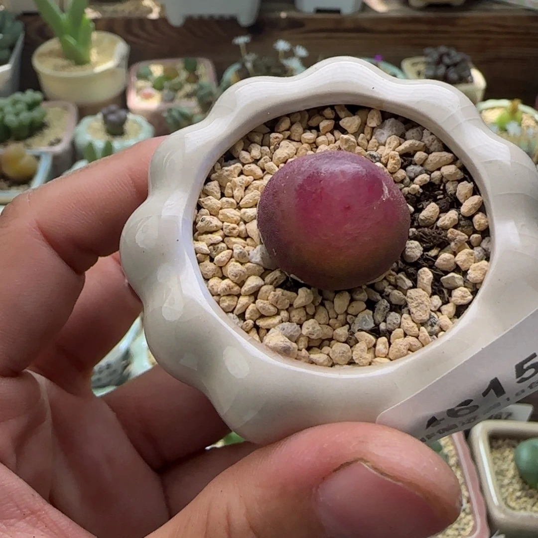 4615--一物一拍 带盆