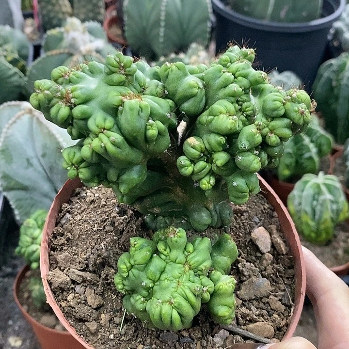 花花草草花花草草