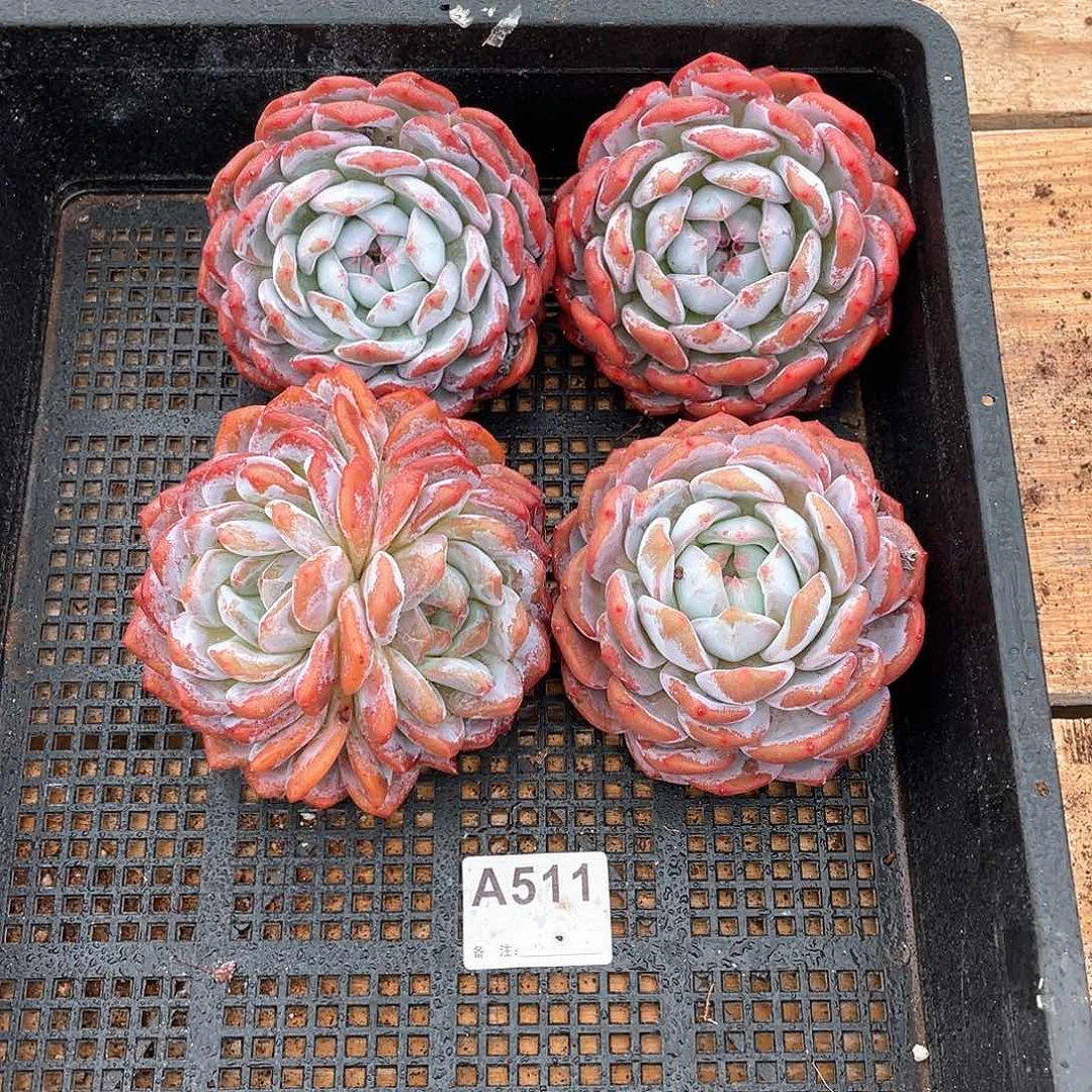 511多肉植物多肉植物