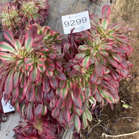 香奈多肉多肉9299