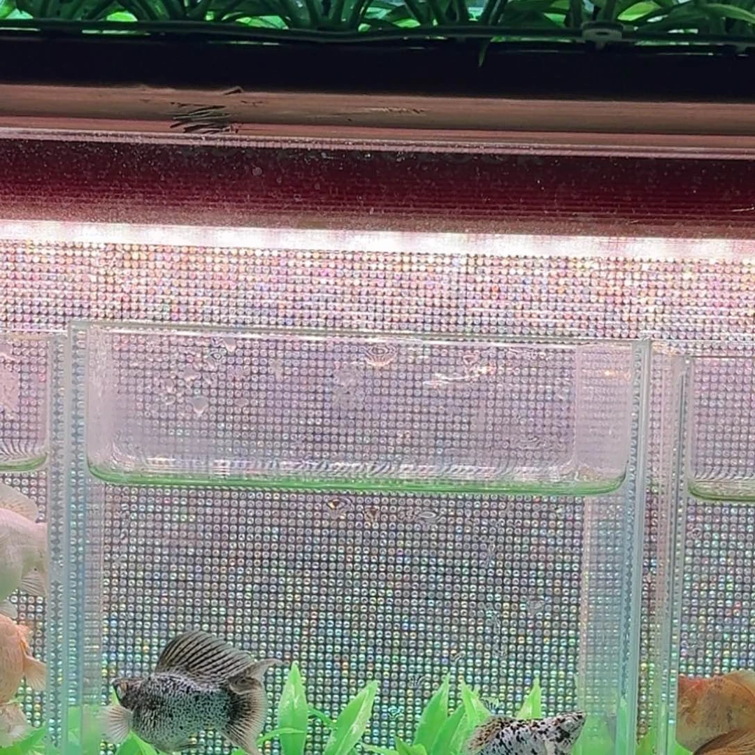 孔雀鱼五彩牛高鳍一对