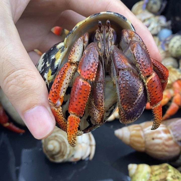 4.5口巨无霸西伯利斯