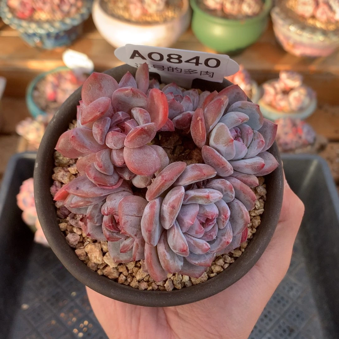 A0840 星影群 老桩 有砍 9cm