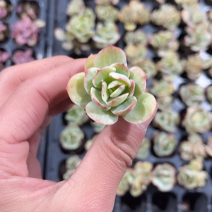 石化碧桃锦满9.9包邮