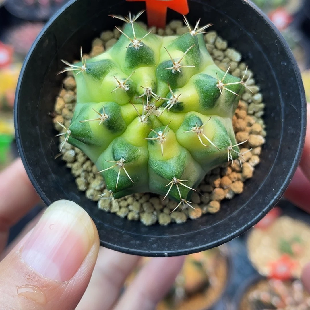 1-103米哈锦4.3厘米