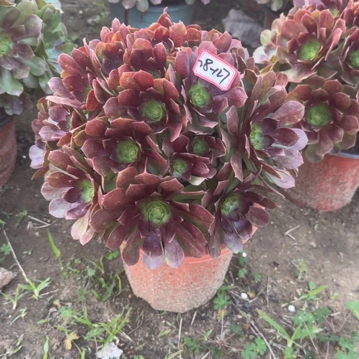 28-127赤焰莲朵朵的人不包断肢