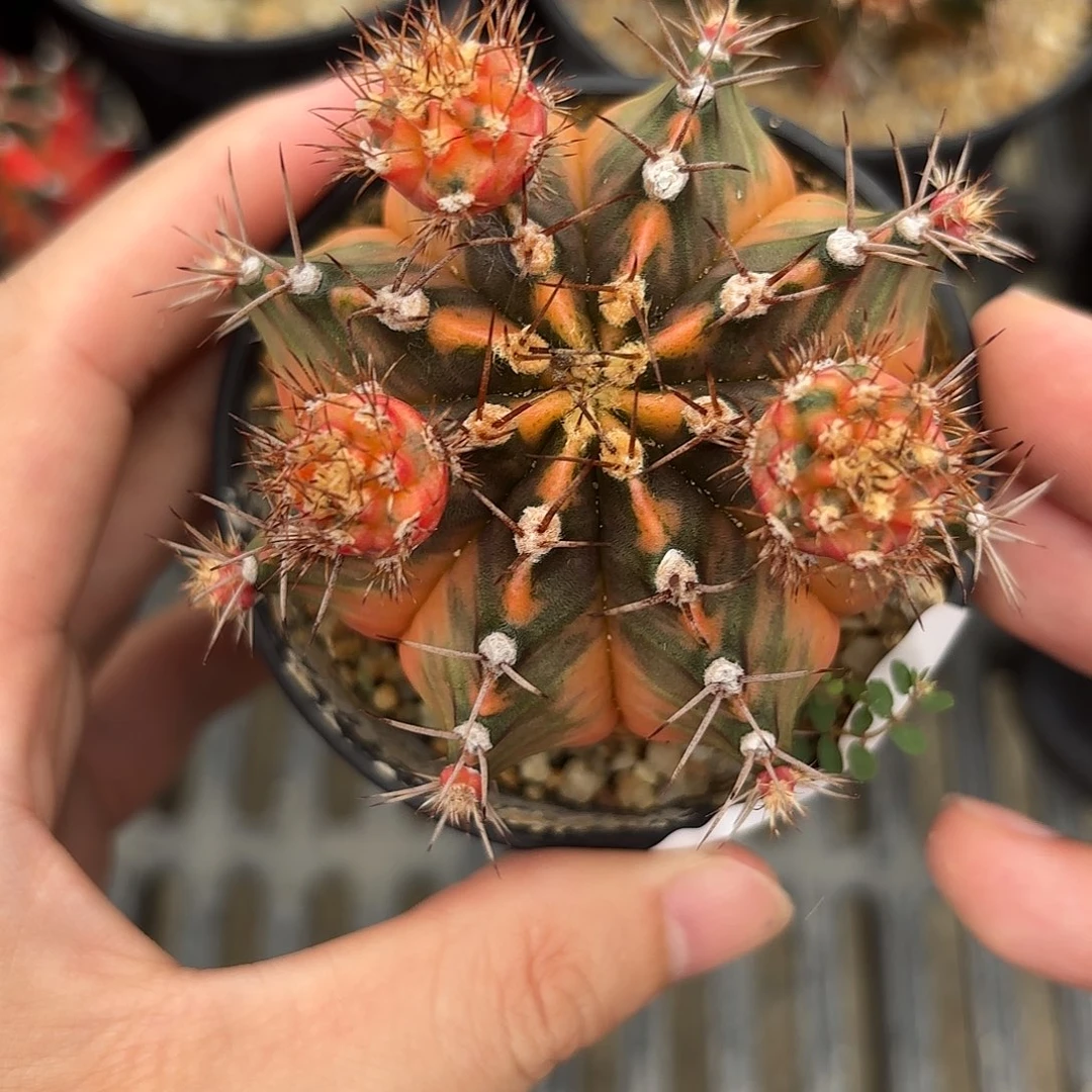 Z756-1014泰国米哈黎明