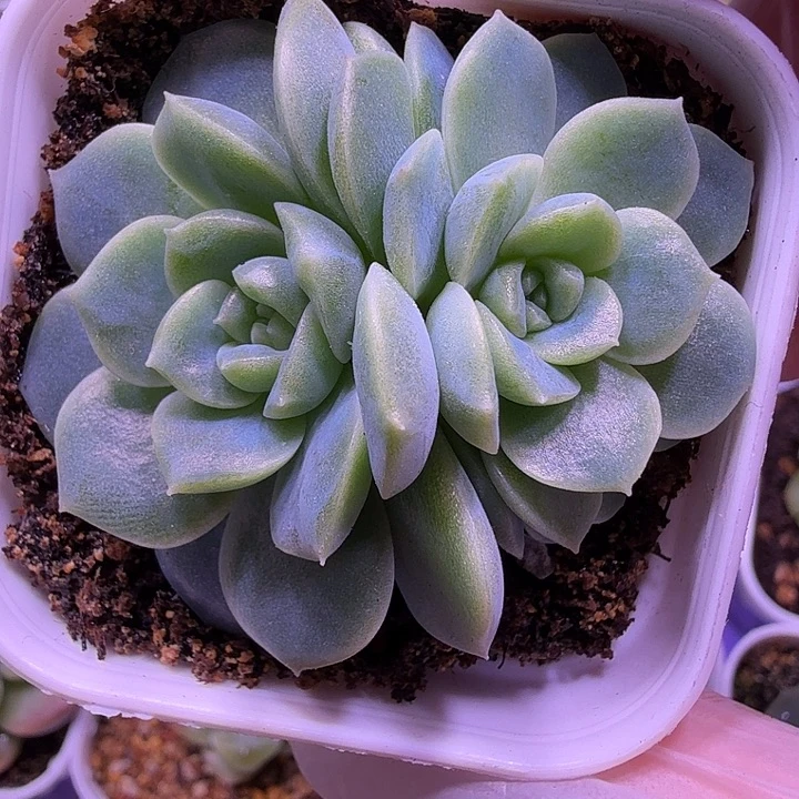 无尽灯叶插苗一物一拍