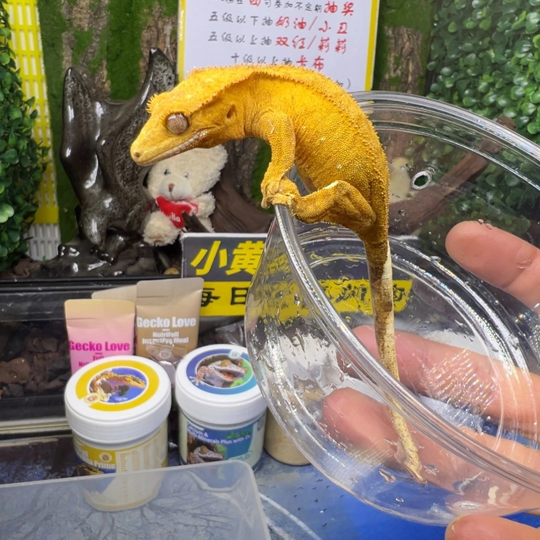 睫角守宫黄底双色波点