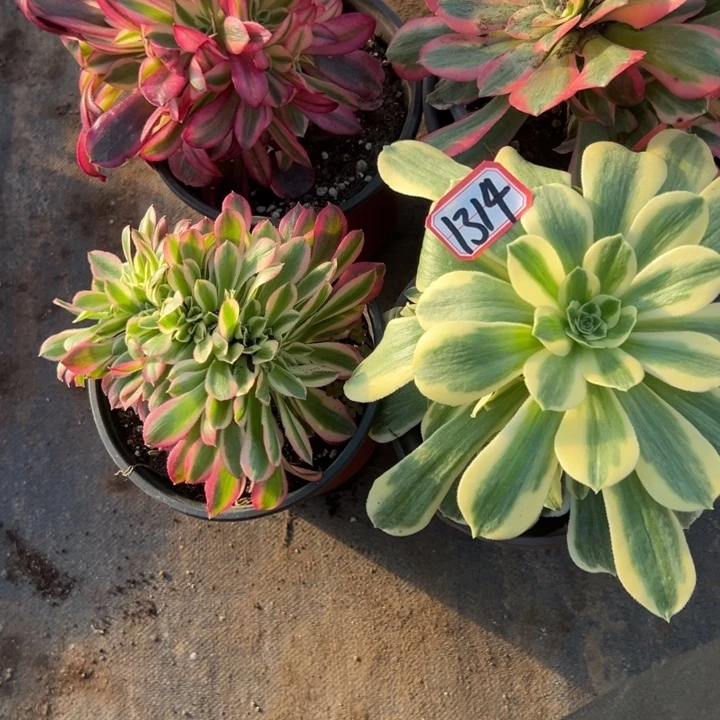 多肉植物1314不售后