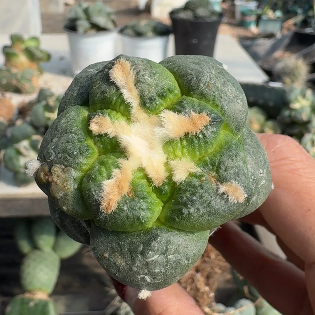 【闪购商品】无花朵大尤光面连山863