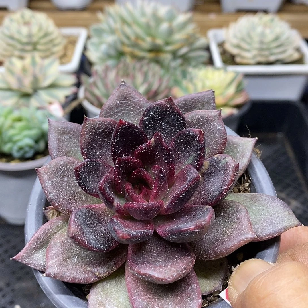 1288 福利黑水晶变异 不售后