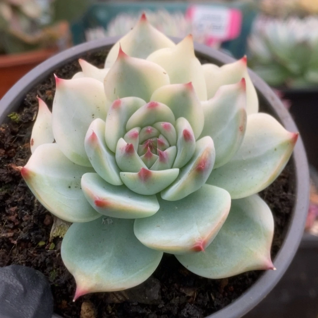 034锦锦锦锦锦锦锦锦锦