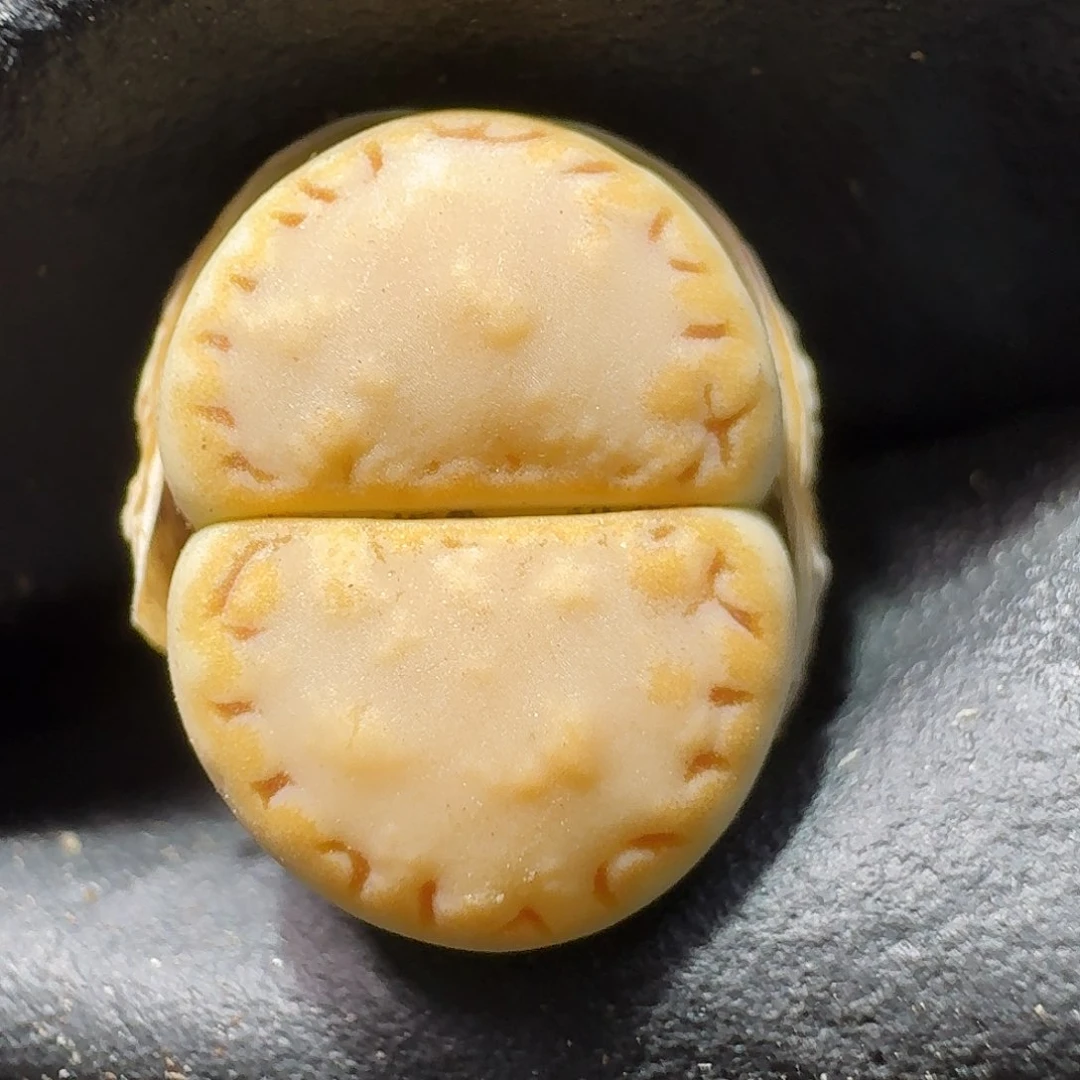 生石花等植物1111111。  297