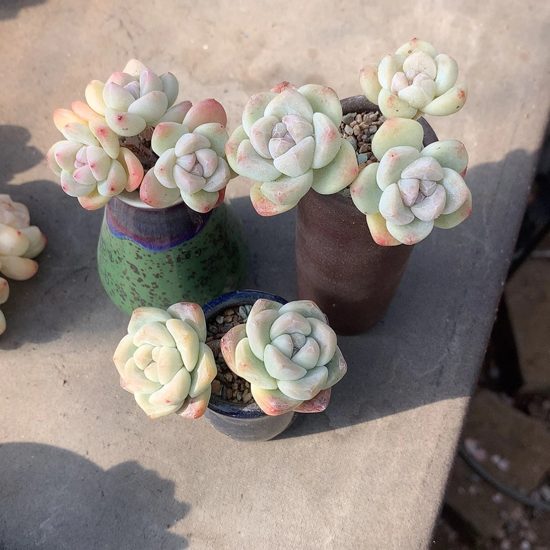 小*一物一拍，冰玉3颗